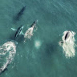 Meet your Posher, Annalyssa